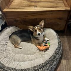 Gwen - Pembroke Welsh Corgi