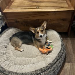 Gwen - Pembroke Welsh Corgi