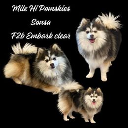 Sonsa - Pomsky