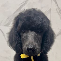 Mick - Poodle puppy from Faksa Standard Poodles