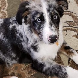 Australian Shepherd Puppies from Colockum Australian Shepherds