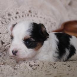 Ladybug - Parti female Yorkshire Terrier puppy in Eastland, Texas from Peach Yorkies