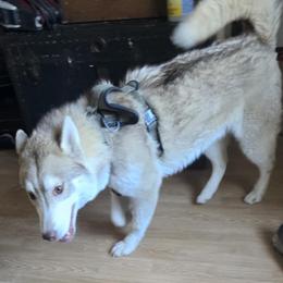 Kiba Big Cheese - Red and white male Siberian Husky puppy in Kansas City, Missouri from Anuun's Huskies