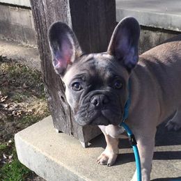 French Bulldogs from Margaret Valentine