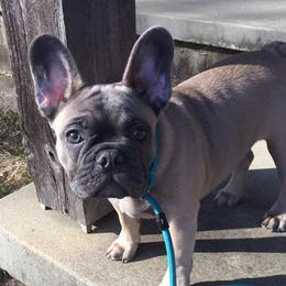 French Bulldogs from Margaret Valentine