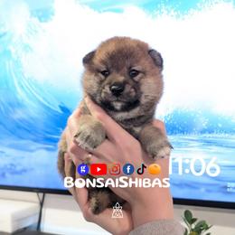 AZUKI - Red male Shiba Inu puppy in Minnesota from BonsaiShibas