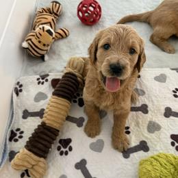 PENELOPE - Red  female Goldendoodle puppy in Porter Ranch, California from Jasperdoodle.com