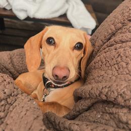 Dachshund All Grown Up from Crowder Doxies