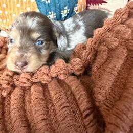 Moose - Dapple male Dachshund puppy in Clewiston, Florida from Redlands Farm