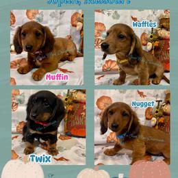 Dachshund Puppies from 4 States Mini Dachshunds