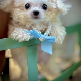 Rainbow - White and cream male Bichon Frise puppy in Upland, California from Prime Paradise Kennel