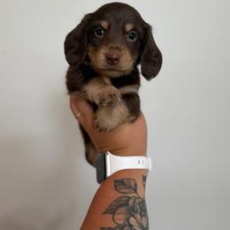 Maverick - Chocolate and cream male Dachshund puppy in Mc Alester, Ok, Oklahoma from New Hope Miniature Dachshunds