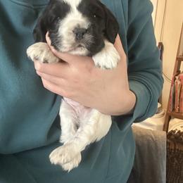 Blue collar - Black and white male Cocker Spaniel puppy in Cincinnati, Ohio from Abundance of Joy LLC Cocker Spaniels