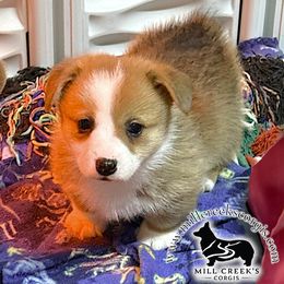 CHUCKY-STUNNING RED AND WHITE BOY - Red male Pembroke Welsh Corgi puppy in Taylorsville, North Carolina from Mill Creek’s Pembroke Welsh Corgis and French Bulldogs