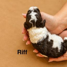 Riff - Phantom male Poodle puppy in Ardmore, Oklahoma from The Poodles of Green Acres