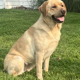 Oakley - Labrador Retriever
