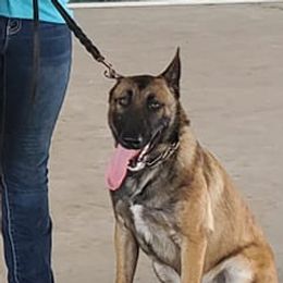 Belgian Malinois from D-Dog Stud Services