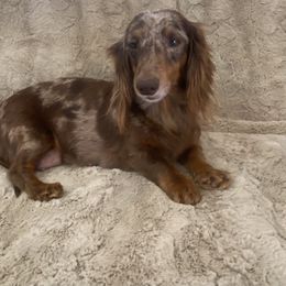 Sophie - Dachshund