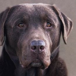 Kodiak - Labrador Retriever