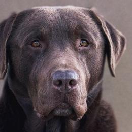 Kodiak - Labrador Retriever