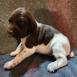 Girl 3 - female German Shorthaired Pointer puppy in Meriden, Kansas from Hull's GSPs