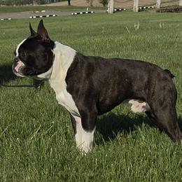 Boston Terriers from 8 Bar M Ranch LLC.