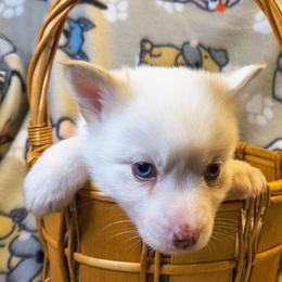 Kit Kat - White male Pomsky puppy in Blackfoot, Idaho from Snake River Pomskys