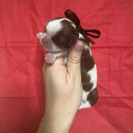 Boy 1 - male Shih Tzu puppy in Jasper, Georgia from Tiny Bubbles Shih Tzus