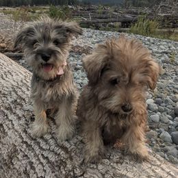 Miniature Schnauzers from CJ Farms