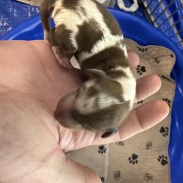 Dachshund Puppies from Michael Egnor