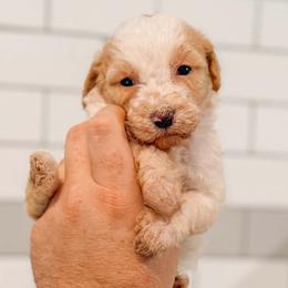 Cashmere - Parti female Goldendoodle puppy in Iola, Texas from Supreme Doodles of Texas