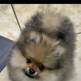 Pomeranian Puppies from Silver’s Reigning Heir Poms