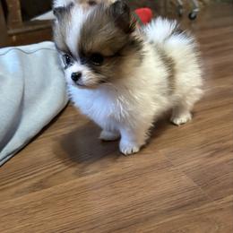 Tiny - Cream sable parti female Pomeranian puppy in Clinton, Tennessee from Liza’s Aussies & Poms