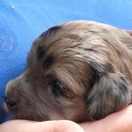 Shelbie - Brown female Pyredoodle puppy in Prescott, Washington from Washington Pyredoodles