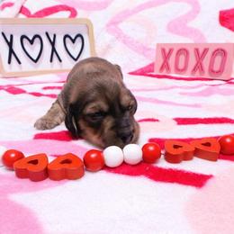 Cupid 2400 - Cream male Dachshund puppy in Denison, Texas from Digging Dachshunds
