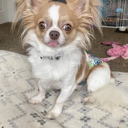 Rumble (father of puppies) - Cream and white male Chihuahua puppy in Hackleburg, Alabama from Clements Chihuahua