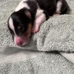 Boy 3 - male Scottish Collie puppy in Newcastle, Wyoming from Sundance Scottish-Colleys