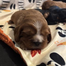 Cavalier King Charles Spaniel Puppies from Family first cavaliers