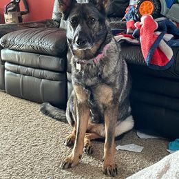 German Shepherd All Grown Up from Marbany Kennels