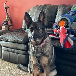 German Shepherd All Grown Up from Marbany Kennels