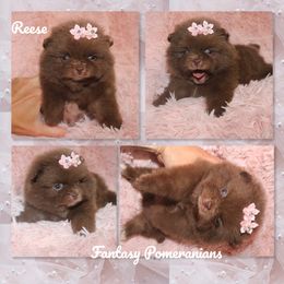 Reese - Chocolate female Pomeranian puppy in Anna, Texas from Fantasy Pomeranians & Fantasy Aussies