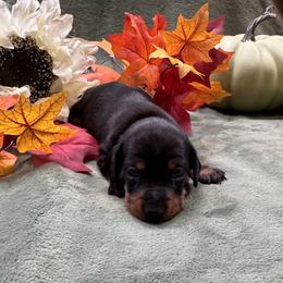 Dachshund Puppies from Sweet Home Alabama Dachshunds