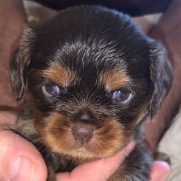 Girl 2 - Black and tan Cavalier King Charles Spaniel puppy in Zion Crossroads, Virginia from Karma's Cavaliers