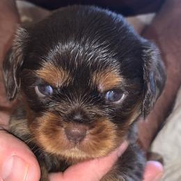 Girl 2 - Black and tan Cavalier King Charles Spaniel puppy in Zion Crossroads, Virginia from Karma's Cavaliers
