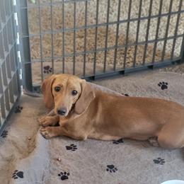Daisy - Dachshund