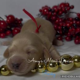 AKC Rocky (Red) - Cream male Dachshund puppy in Jena, Louisiana from Amy’s Mini Doxies
