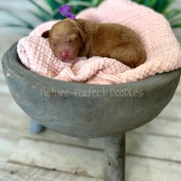 Purple Collar - Red female Cavapoo puppy in St George, Utah from Picture Perfect Doodles