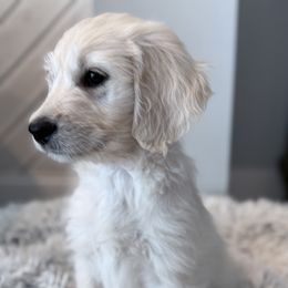 Goldendoodle, Golden Retriever, Poodle, and Shih Tzu Puppies from Platinum Paws Puppies