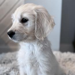 Goldendoodle, Golden Retriever, Poodle, and Shih Tzu Puppies from Platinum Paws Puppies