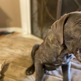 Cane Corso Puppies from Castlescorsos
